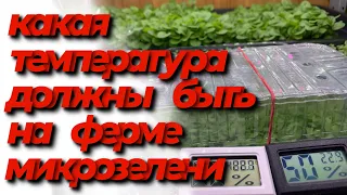 Какая температура нужна для выращивания микрозелени! Бизнес на микрозелени!