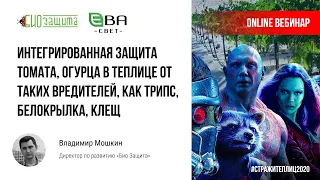 Интегрированная защита томата, огурца в теплице от таких вредителей, как трипс, белокрылка, клещ