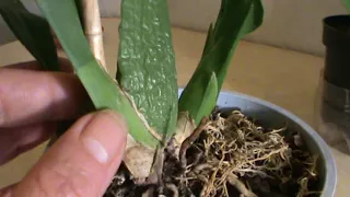 Орхидея Онцидиум. Правильный полив - главное условие для цветения.