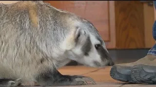 Montana AG: Meet Gilbert the Badger