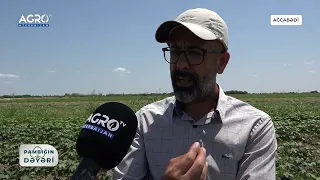 Pambığın Dəyəri - İlk Buraxılış  - Agro TV Azerbaijan