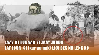 JAAY GI TUBAAB YI JAAY JURUK LAT JOOR  GI (xar ag nak) LICI DES ÑU LEKK KO