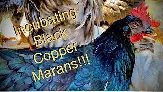 Black Copper Maran Chickens Time Lapse Incubation.