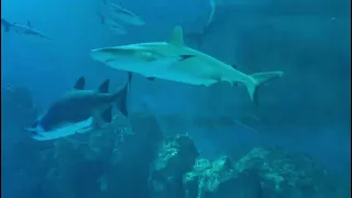 Shark fish tank 🦈🦈 🦈