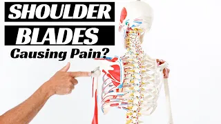 Why Your Shoulder Blades Are Causing Your Shoulder Pain