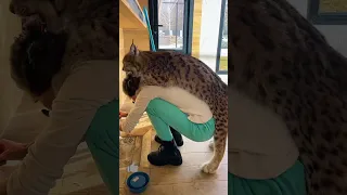 Как рысёнок Локи помогает с уборкой 😸