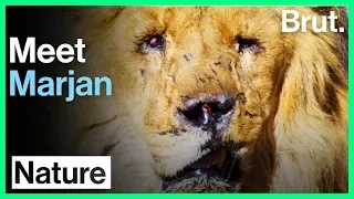 Meet Marjan, Afghanistan's Last Lion