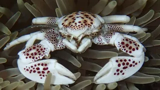 Facts: The Porcelain Crab