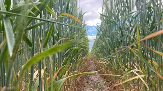 Crop tour, northern Alberta