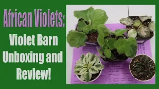 African Violets: Violet Barn Unboxing and Review