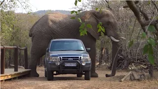 MOST AMAZING ELEPHANT ENCOUNTER #elephant #southafrica #youtube #safari #travel #wildlife #youtube