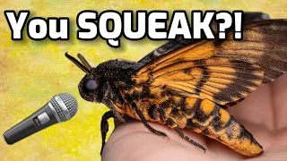 MOTH SQUEAKS! ✨Deaths-Head Hawk Moth