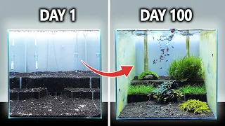 The Shrimp Wonderland: Shrimp Tank Setup for Caridina (Step By Step with Mini Aquascape)