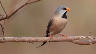 Australian Birds BIRDING NORTHERN TERRITORY Darwin Top End Part 1 by Alana and Greg Dare