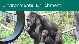 Environmental Enrichment