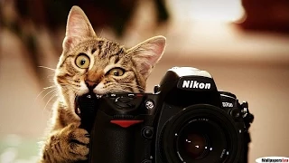 Смешные коты Funny Cats Compilation  2015