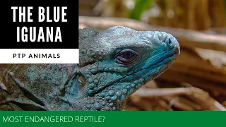 The Blue Iguana - Most endangered reptile?