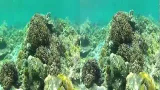 The Coral Reef in 3D