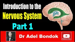 Introduction to the Nervous System, Part 1, Dr Adel Bondok