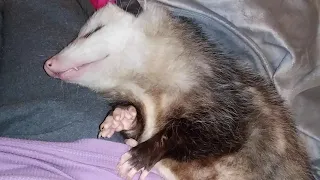 Adorable Sleepy opossum Pt1