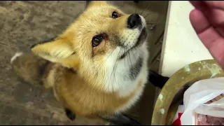 Alice the fox. The fox knows what to do to get a treat.