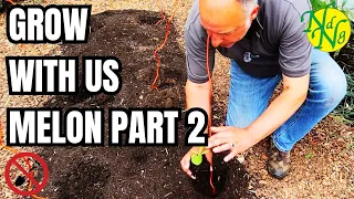 Transform your garden with juicy watermelons || Secret to making melons 2024
