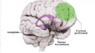 La plasticidad del cerebro adolescente