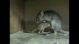 Bettong Joey climbing into pouch