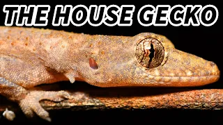 House Gecko Facts: the GECKO Near Your HOUSE 🦎 Animal Fact Files