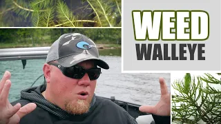 Weed Walleye Fishing (Tips & Tactics)