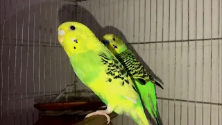 happy budgie sounds for lonely budgies 🐦  budgies bird #13