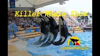 Killer Whale Show : Loro Parque Tenerife