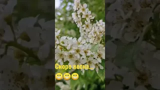 Вот и наступила майская весна ....👍💯 🌞😄🌿☘️💐