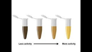Enzyme Assays and Kinetics