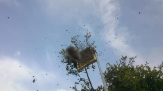 Μελισσοκομια σμηνoυργια beekeeping bee swarm 5