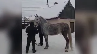 Лошади Васьки Таболяка