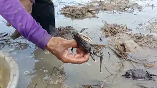 amazing fishing a fisherman skill catch fish and crabs a lots by hand today