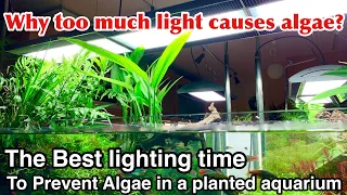 Why Too Much Light Causes Algae!「The best lighting time to prevent algae in a planted aquarium」ADA