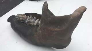 Mastodon bones found in Byron Center
