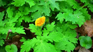 Kentucky Native Garden Channel, early April Garden Tour#nativeplants #pollinatorgarden