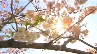 'Fly to Paradise'... Eric Whitacre's 5905 Member Virtual Choir with Singing Tibetan Bowls