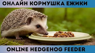 Онлайн кормушка ежиков / Online hedgehog feeder
