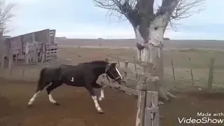 Pialada de caballo