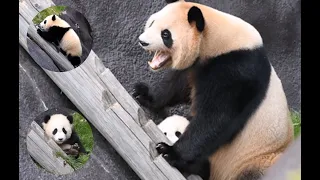 Panda Teamwork 🐼 - Aww Cute Panda - Funniest Animals Compilation_Part 5 💗