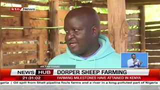 Dorper sheep farming: How Kenyans are investing in dorper breeds from South Africa