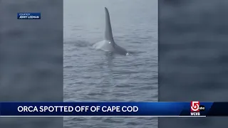 Fishing crews spot orca off Massachusetts coast