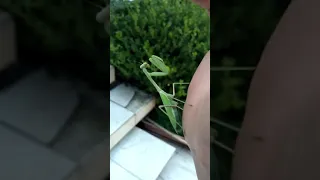 Mantis Religiosa