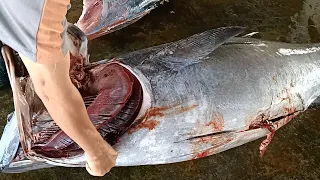 BigEye Tuna Cutting Skills by Top Master