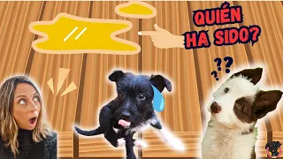 ¿Quién se ha hecho pis en casa? 😱 Lana Bebé o Mel Bebé