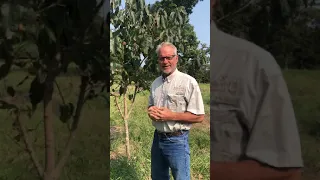 Persimmon Bark Grafting Number 2